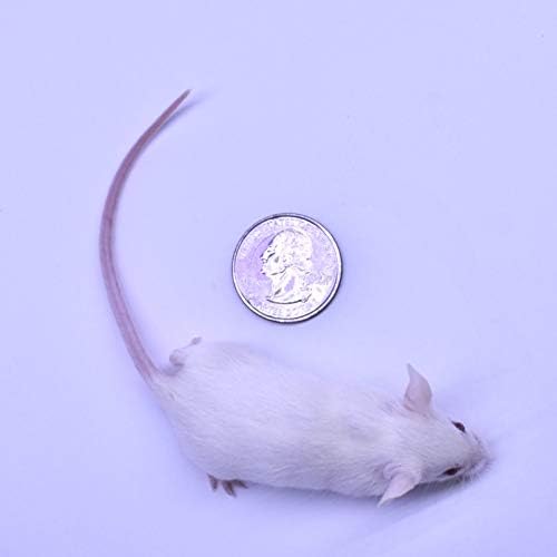 MiceDirect Frozen Weanling Mice Feeders Juvenile Ball Python Adult Corn (150 Count)