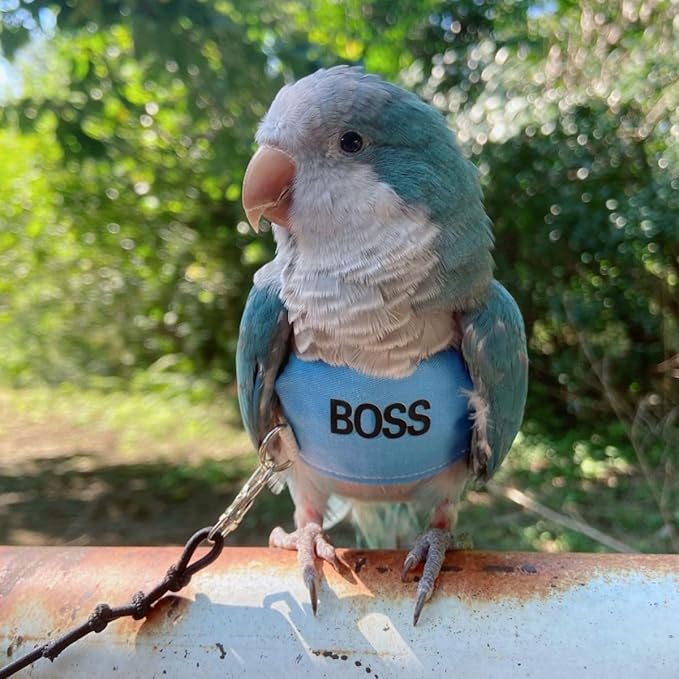 Bird Flight Harness Vest, Parrot Flight Suit with Leash, Bird Flying Clothes with Rope and Handle for Outdoor Activities (M)