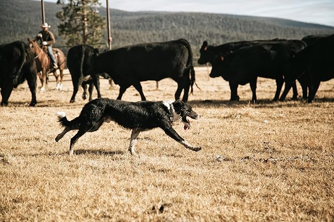 Carhartt Fully Adjustable Waterproof Dog Collar, Hunter Orange, One Size
