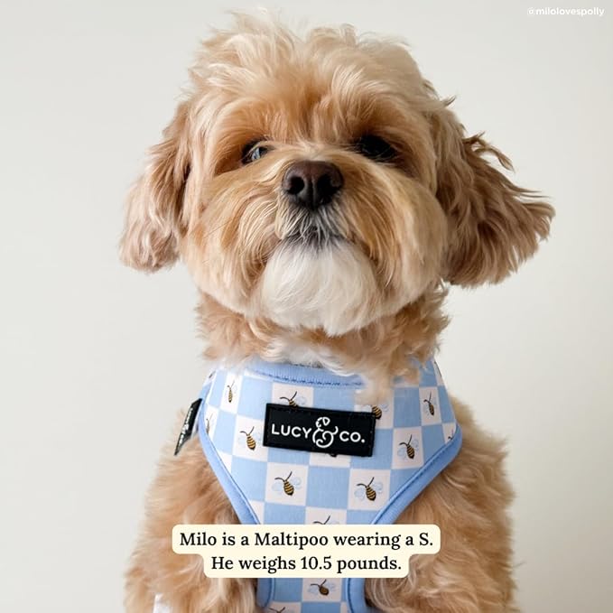 Lucy & Co. Bumbling Around Reversible Dog Harness, Adjustable Comfort Fit with Dual Leash Attachments, Large