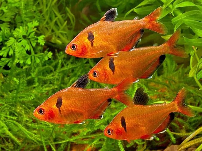 Aquatic Foods Inc. 0.5mm - 1/64" Tropical & Community Fish Floating Micro Pellets for Tetras, Guppies, Angel Fish, Small Cichlids, Goldfish. All Tropicals - WL…1-lbs 10oz Jar