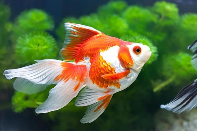 Aquatic Foods Inc. Goldfish Flakes, 42% Protein Color Enhancing and Spirulina Flakes for Aquarium & Pond Goldfish, Koi and All Pond Fish...WL 2oz Sm Jar
