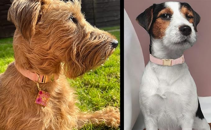 Soft Cotton Dog Collar with Metal Buckle Adjustable Heavy Duty Comfy Corduroy Collars for Small Medium Large Dogs,Light Pink,Medium