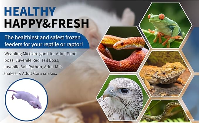 MiceDirect 100 Frozen Mice Weanling Feeders Snake Food for Juvenile Red Tail Boas Ball Python Adult Milk Snakes Corn Sand Boa (2-2.5 in) (Pack of 100) (1300 Grams Min)