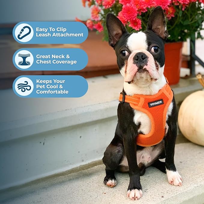Best Pet Supplies Voyager Adjustable Step-in Flex Breathable Mesh Dog Harness for Small Medium Large Dogs Leash Set (Orange), M
