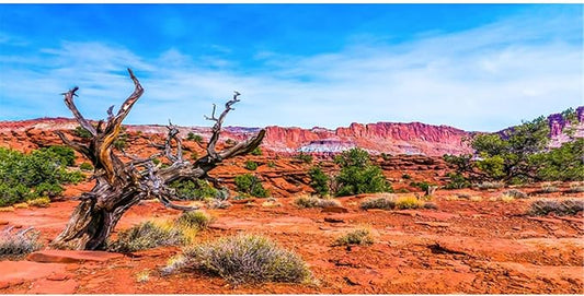 AWERT 48x18 inches Reptile Habitat Background Blue Sky Oasis Orange Desert Terrarium Background Durable Polyester Background