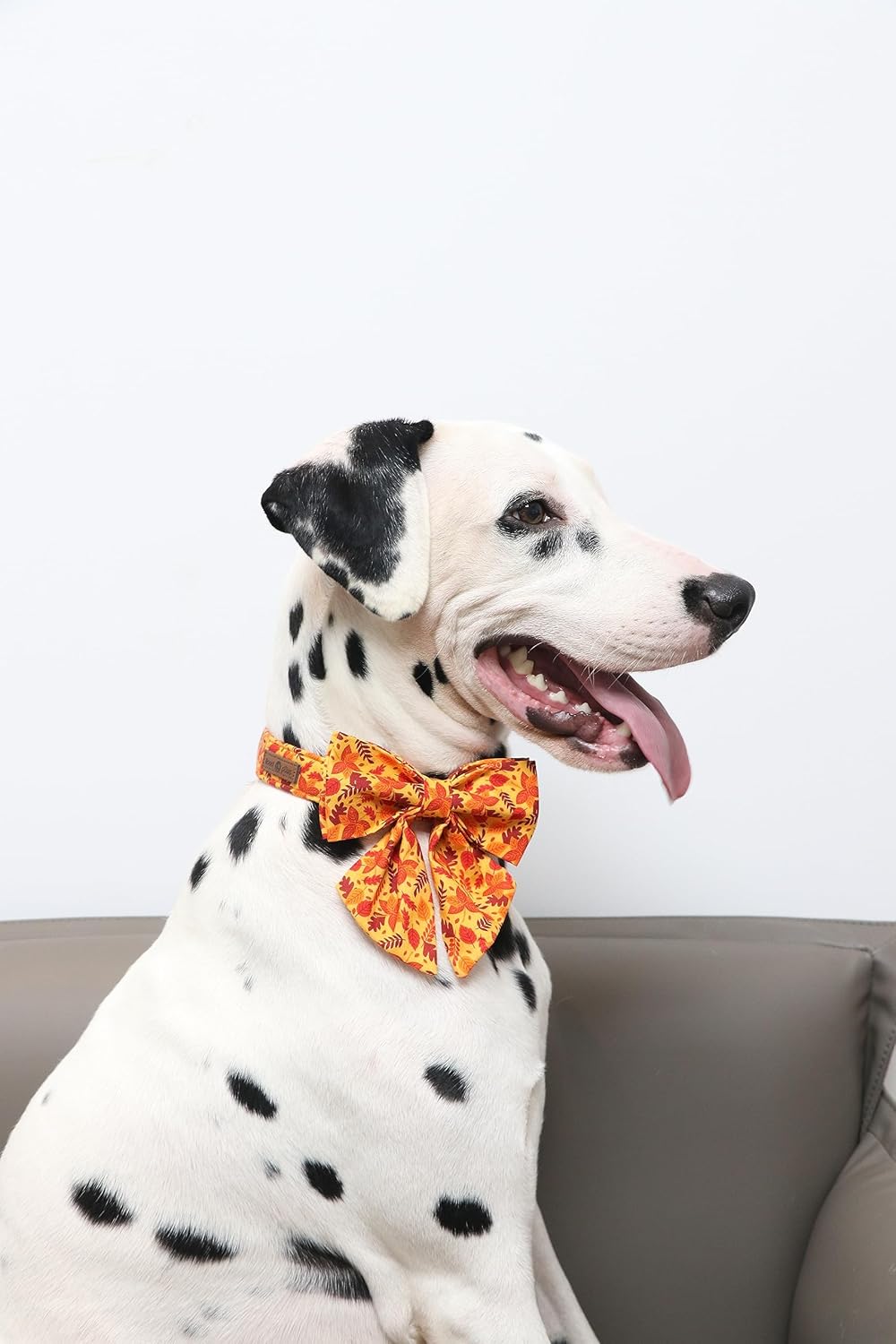 Lionet Paws Dog Collar with Bowtie - Cute Cotton Adjustable Fall Bowtie Dog Collar with Metal Buckle for Small Medium Large Dog Girl Boy Gift, L, Neck 16-24in
