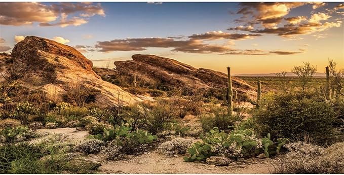 AWERT Reptile Habitat Background Blue Sky Oasis Cactus Sun and Desert Terrarium Background 24x16 inches Durable Polyester Background