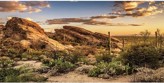 AWERT Reptile Habitat Background Blue Sky Oasis Cactus Sun and Desert Terrarium Background 48x20 inches Durable Polyester Background