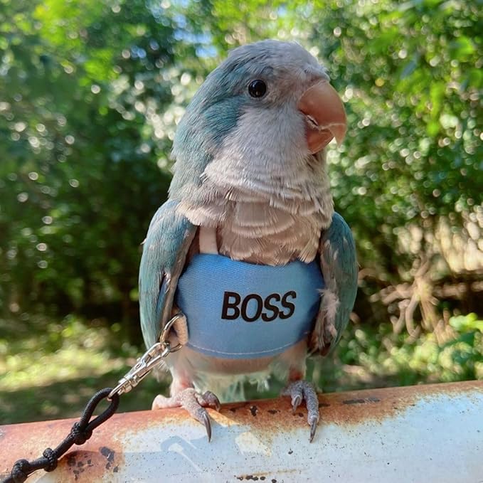 Bird Flight Harness Vest, Parrot Flight Suit with Leash, Bird Flying Clothes with Rope and Handle for Outdoor Activities (2XL)