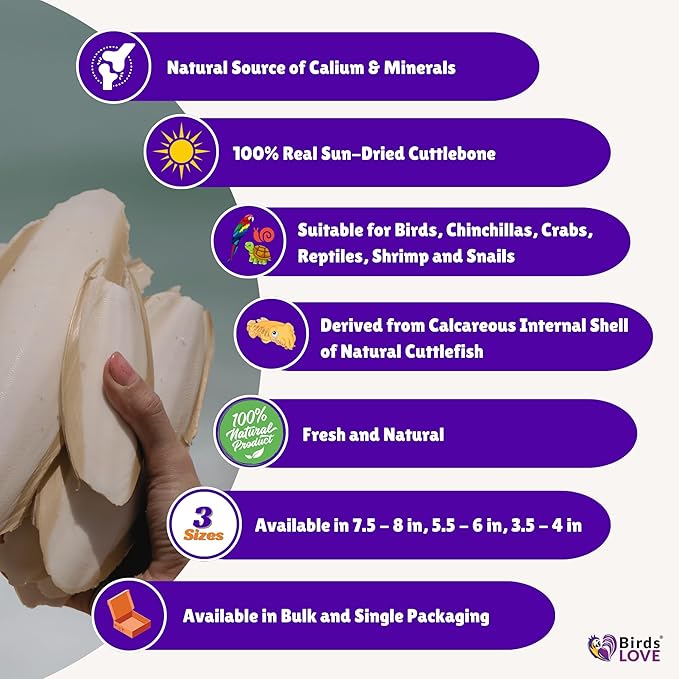 Birds LOVE Natural Cuttlebone – Premium Calcium & Trace Mineral Supplement for Avian Species, Tortoises, and Snails – Pure Cuttlebone for Parakeets and All Birds - 12 Pack, Size 3.5 to 4"