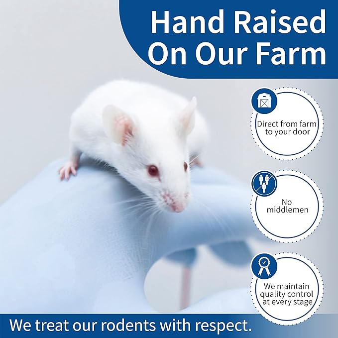 MiceDirect EST. 2003 20 Jumbo Rats: Fresh Fast Frozen Food for Corn Snakes Ball Pythons