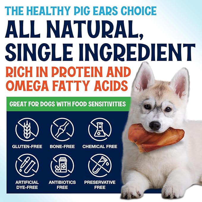 Whole Pig Ears for Dogs Large - 100 Pack Long Lasting Dog Chews - One Ingredient Delicious All Natural Flavor – Easy to Digest Dog Treat for Large Dogs - Great for Teeth and Gums