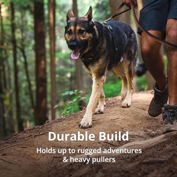 Ruffwear, Front Range Dog Harness, Reflective Soft Padded Everyday Harness with Dual Leash Clips, Adjustable and Lightweight Fit for Training or Walking for All Dogs, Basalt Gray, X-Small