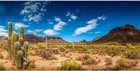AWERT 24x16 inches Reptile Habitat Background Blue Sky Oasis Cactus Desert Terrarium Background Vinyl