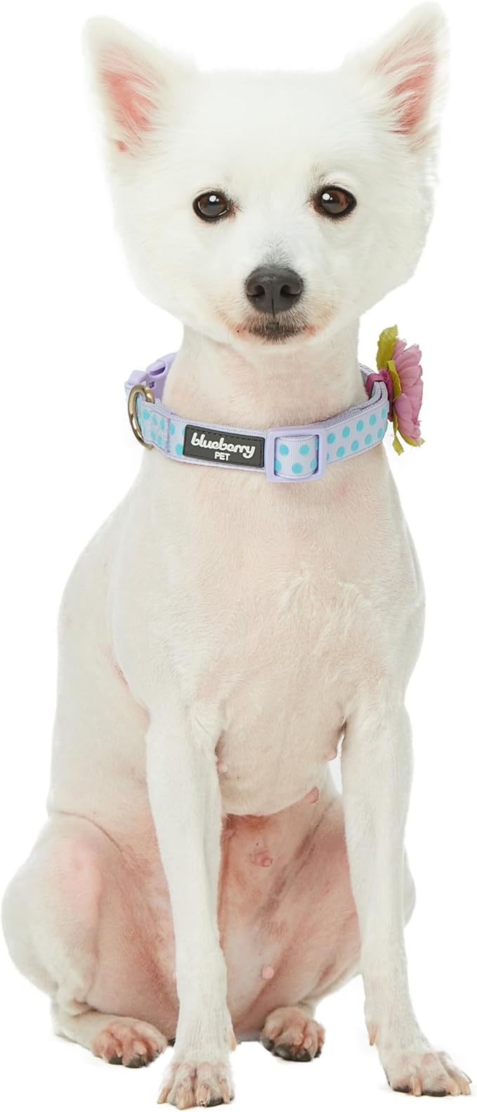 Blueberry Pet Flocking Dog Collar, Small Girl Dog Collar with Silk Flower, Polka Dot Pastel Purple, Adjustable Dog Collars for Small Dogs, 12"-16" Neck, Eco-Friendly Buckles
