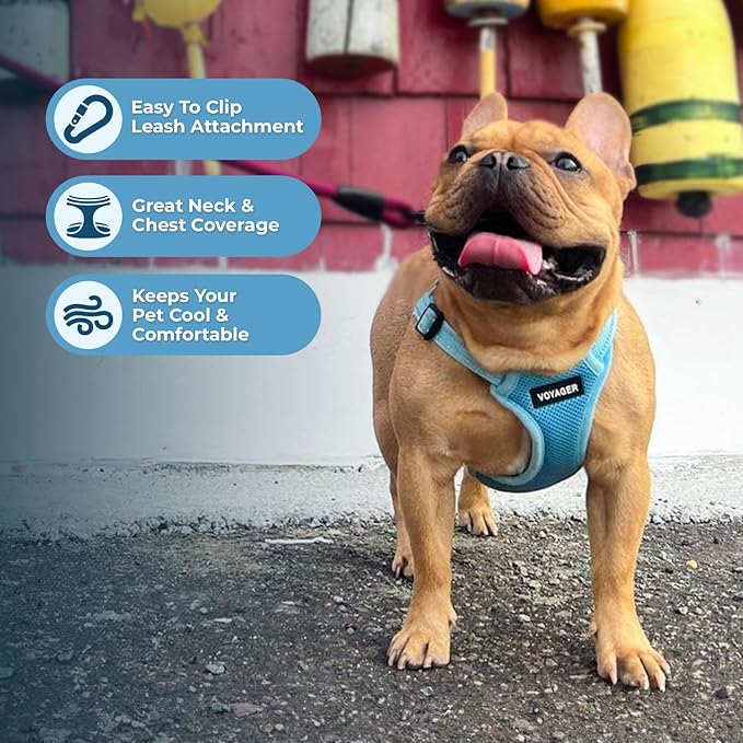 Best Pet Supplies Voyager Adjustable Step-in Flex Breathable Mesh Dog Harness for Small Medium Large Dogs Leash Set (Baby Blue), XL