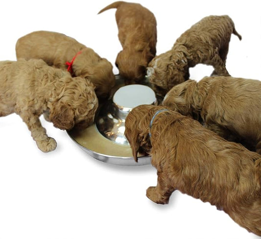 Stainless Steel Puppy Dog Bowls, Pets Puppies Feeding Food and Water Weaning Bowls Dishes Feeder, 10.3 Inch