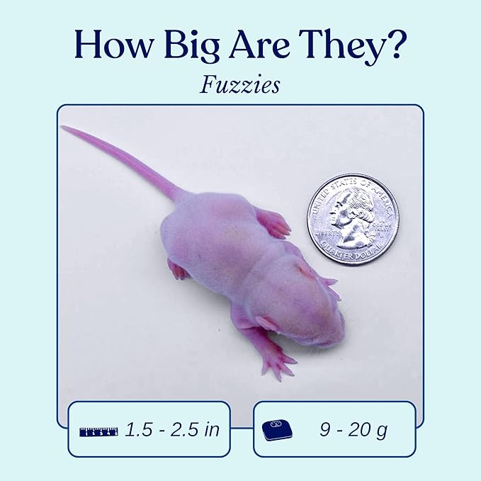 MiceDirect 25 Frozen Rat Fuzzies Feeders Snake Food for Adult Corn Snakes Ball Pythons (2-2.5 in)(225 Grams Min)(25 Count)