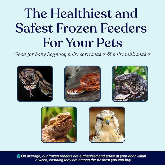 MiceDirect EST. 2003 150 Frozen Mice Pinkie Feeders Snake Food for Corn Ball Pythons Lizards (.5-1 in) (300 Grams Min)