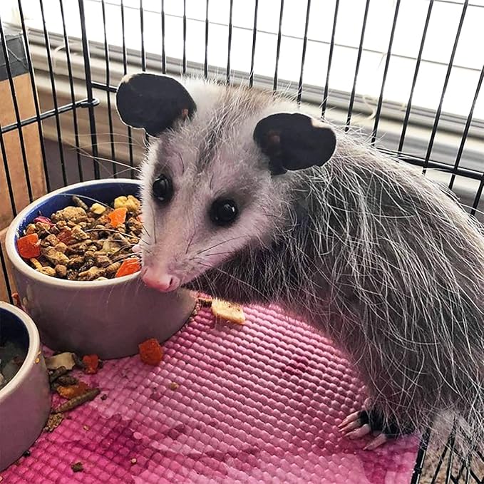 Exotic Nutrition Opossum Complete - Nutritionally Complete Healthy Pellet Diet - Food for Short-Tailed & Virginia Opossums (15 lb.)