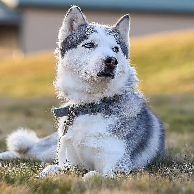 MOZETO Dog Collar Safety Clip, Stainless Steel Heavy Backup for Prong Collar, Dog Harness Collar Leash Connector (7 inches)