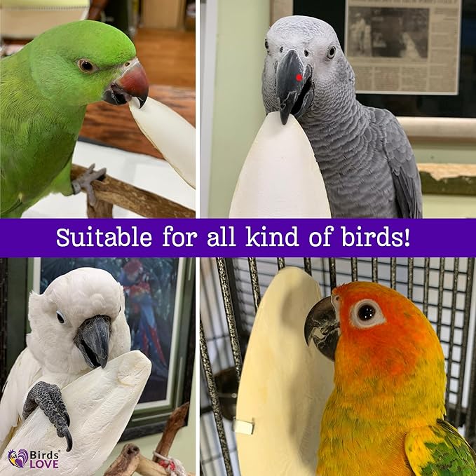 Birds LOVE Natural Cuttlebone for Birds & Reptiles – 100% Pure Sun-Dried Calcium Supplement – Supports Beak, Bone & Shell Strength – Safe Daily Use - 2 Pack with Holder, Size 3.5 to 4"