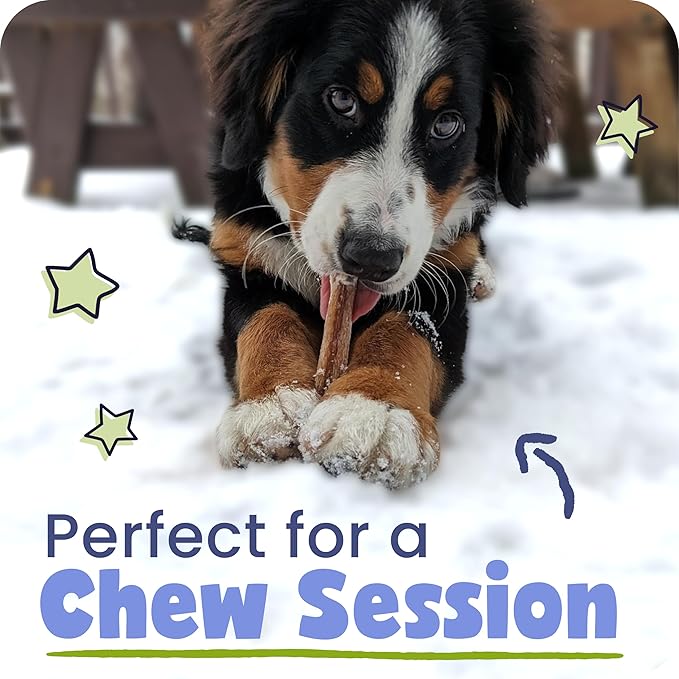 Pawstruck Natural 7" Braided Bully Sticks for Dogs - Long Lasting Rawhide Free Low Odor Single Ingredient Chew Treat for Aggressive Chewers - 1lb Bag