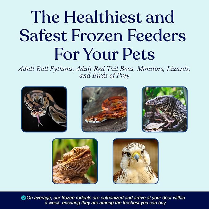 MiceDirect Frozen Rat Medium Feeder Food Adult Ball Pythons, Monitors, Lizards & Birds of Prey - 100 Grams (6-8 in Pack of 40)