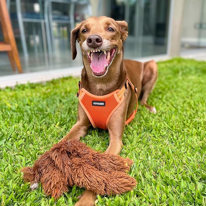 Best Pet Supplies Voyager Adjustable Step-in Flex Breathable Mesh Dog Harness for Small Medium Large Dogs (Orange), XS
