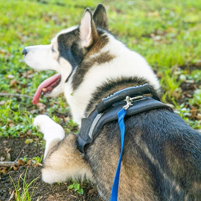Hi Kiss Dog/Puppy Obedience Recall Training Agility Lead - 15ft 20ft 30ft 50ft 100ft Training Leash - Great for Training, Play, Camping, or Backyard Purple 100 Feet