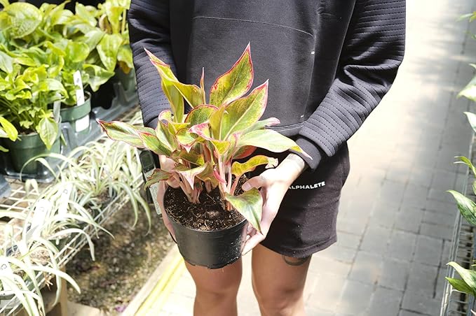Gardenera Aglaonema Potting Mix - Promote Strong Roots and Vibrant Foliage with Our Premium Blend - 4 Quart, MAIN-AGLAONEMA-4QT