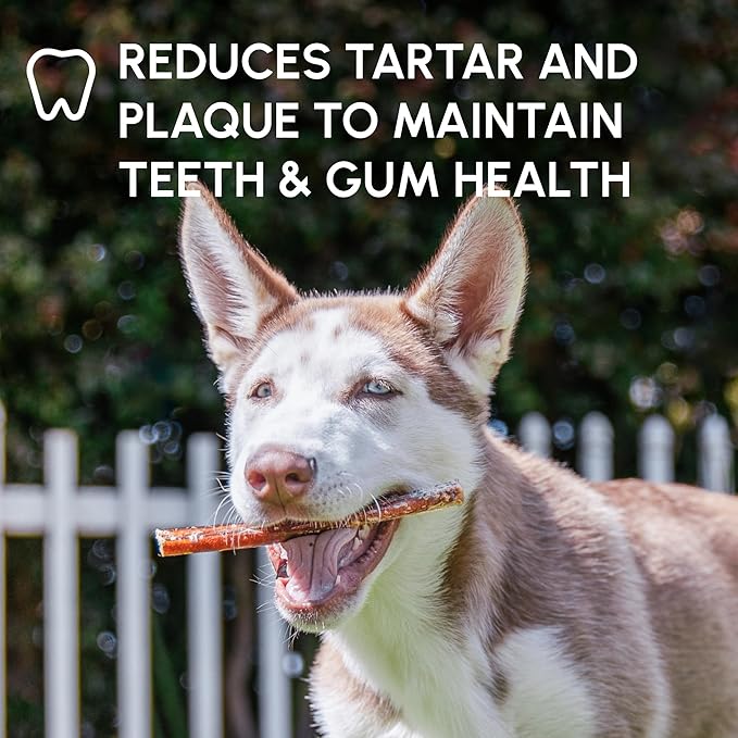Downtown Pet Supply USA Sourced Bully Sticks for Dogs - Grass-fed Beef Chews, Low-Odor & Rawhide-Free, Long Lasting Dog Treats - Healthy, Safe & Delicious Chews (12" 50 Pack)